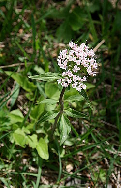 Haute-Savoie (Frankrike)