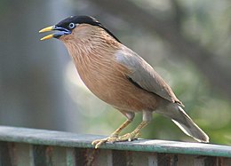 Pagodaseregély (Sturnia pagodarum)