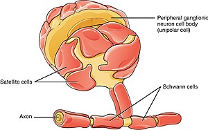 Schwann-Selle: Myelinproduserande gliacelle i det perifere nervesystemet