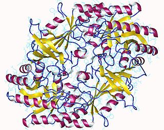 Ornithine decarboxylase class of enzymes