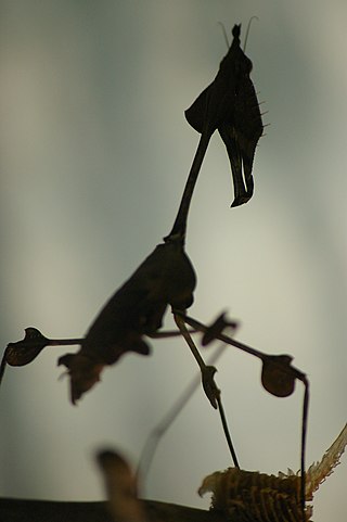 <i>Gongylus</i> Genus of praying mantises