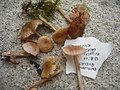 Rosaflockiger Zärtling Entoloma queletii