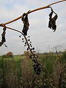 20121112Phytolacca americana3.jpg