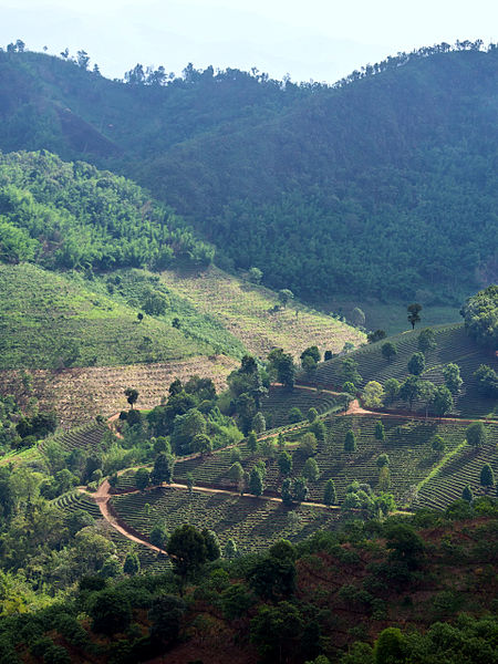 File:2014 0601 Mae Salong tea plantations.jpg