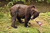 Grizzly Bear as seen from the viewing platform at Fish Creek during the Salmon run