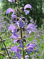 * Nomination Deutsch: Wiesensalbei (Salvia pratensis) im Naturschutzgebiet Wagbachniederung. By User:AnRo0002 (A) --Nightflyer 19:54, 19 August 2015 (UTC) * Decline  Comment Please check for fringes and, IMHO, the background needs denoising. --C messier 22:09, 27 August 2015 (UTC) after 5 days --Hubertl 12:53, 1 September 2015 (UTC)