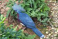 * Nomination Western crowned pigeon (Goura cristata). Jurong Bird Park. Jurong, West Region, Singapore. --Halavar 10:27, 27 March 2018 (UTC) * Promotion  Support Good quality IMO--Lmbuga 12:00, 27 March 2018 (UTC)