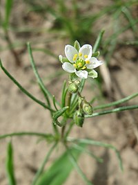 20170802Spergula arvensis2.jpg