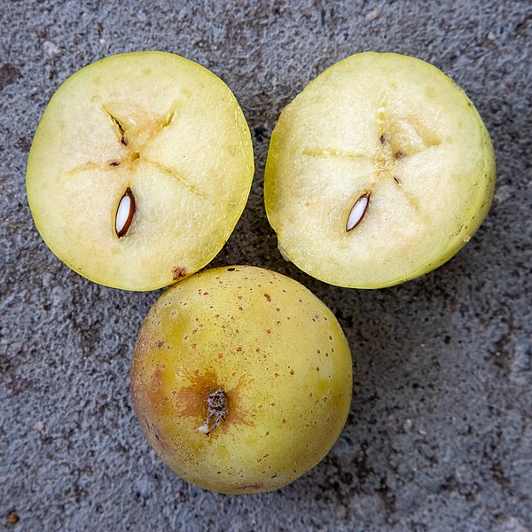 File:2018-09-22-Sorbus domestica (fruit)-0695.jpg