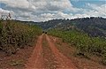 Beim Ort Oburo, Aldeia Oe-Laca, Suco Deudet, Verwaltungsamt Lolotoe