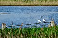 Oostpolder te Noordlaren