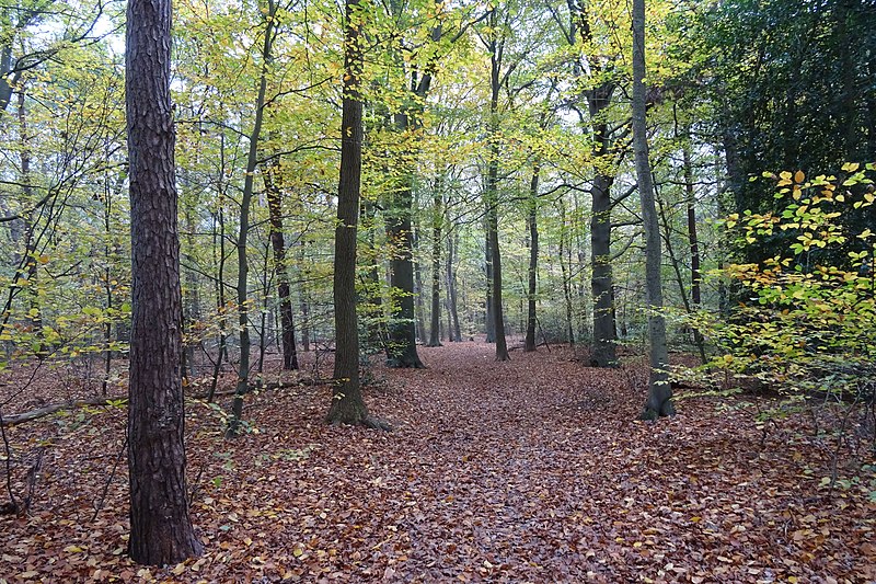 File:20221111 herfst2 Schuilingsoord.jpg