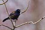 Thumbnail for File:20240407 common grackle south meadows PD207361.jpg