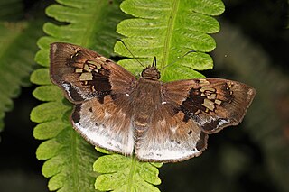 <i>Gindanes</i> Genus of butterflies