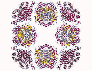 Formimidoyltransferase cyclodeaminase