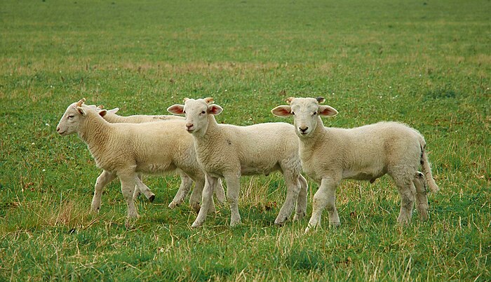 3 little lambs.jpg