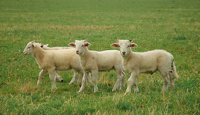 File:3 little lambs.jpg