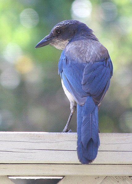 File:5042 scrub jay munsel (50092207957).jpg