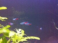 A school of Lexington Neon Tetras, a very popular and common fish pet and bait species, as seen in Union Bay