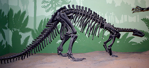 Camptosaurus skeleton mounted in outdated quadrupedal posture, and with Theiophytalia skull, Natural History Museum of Milan
