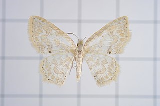 <i>Asthena melanosticta</i> Species of moth