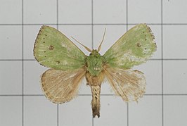 Parasa bicolor