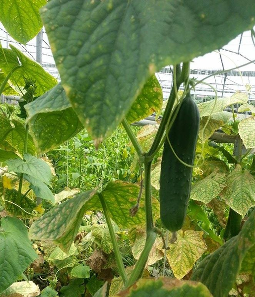 File:A cucumber in the wild.png