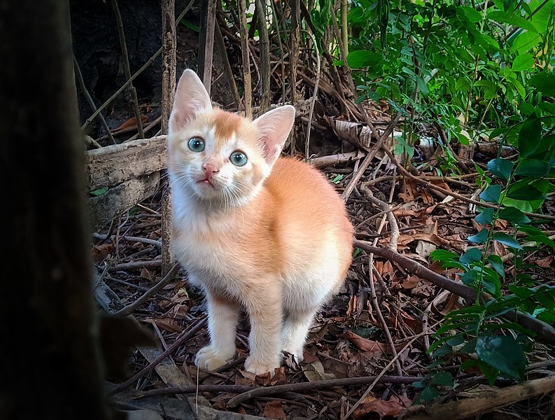 File:A cute golden cat.jpg