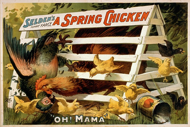 File:A spring chicken (1898).jpg