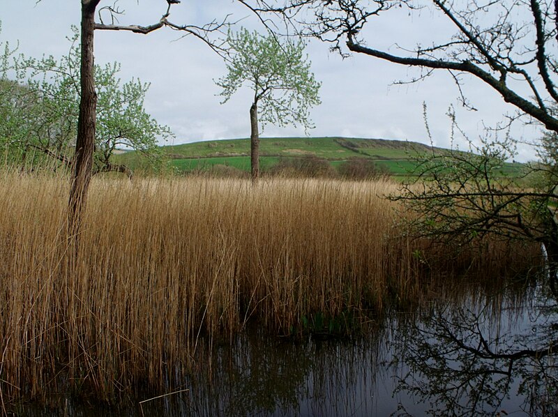 File:Abbotsbury Swannery - geograph.org.uk - 4109660.jpg