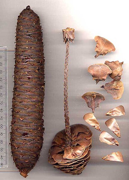 File:Abies cone & bits.jpg