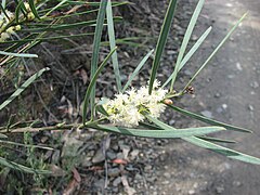 Description de l'image Acacia suaveolens.jpg.