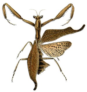 <i>Acanthops falcataria</i> Species of praying mantis