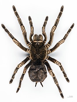 Acanthoscurria juruenicola