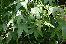 Acer sinense in Christchurch Botanic Gardens 03.jpg