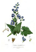 Aconitum