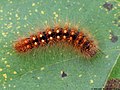 Acronicta auricoma (Denis & Schiffermüller, 1775)