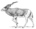 Addax (PSF).png