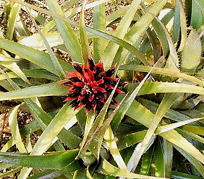 Descrizione dell'immagine Aechmea recurvata 01 ies.jpg.