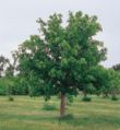 Aesculus glabra tree.jpg