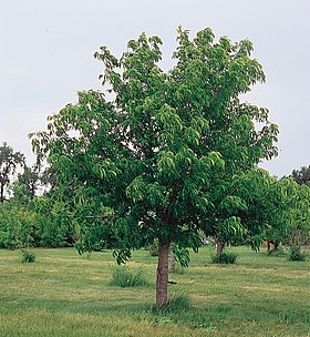 Aesculus glabra