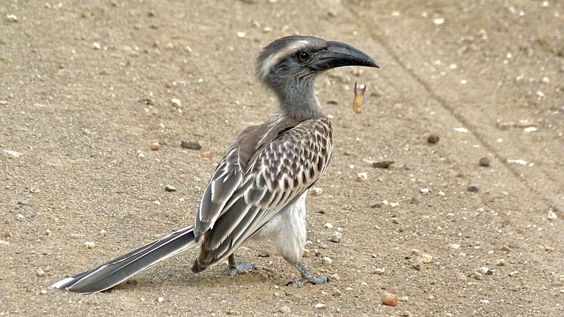 File:African Grey Hornbill (Tockus nasutus) (6032628186).jpg