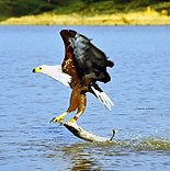 Águila pescadora africana