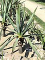 Agave vivipara - Jardin Botanique de Lyon - DSC05320.JPG