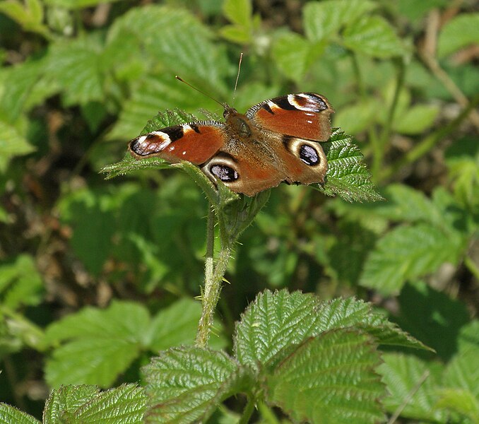 File:Aglais io (47925484886).jpg