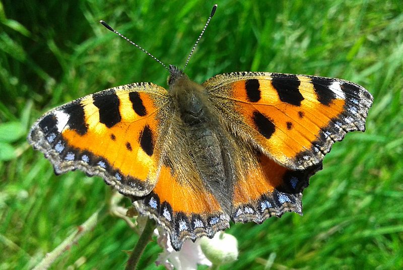 File:Aglais urticae (La petite tortue).jpg