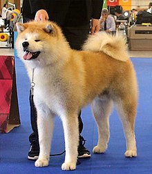 Akita Inu Wikipedia La Enciclopedia Libre