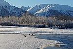 Thumbnail for Alaska Chilkat Bald Eagle Preserve