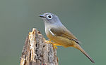 Thumbnail for Grey-cheeked fulvetta