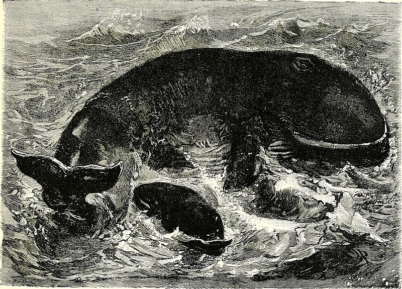 File:All about animals. Facts, stories and anecdotes (1900) (14777769932).jpg